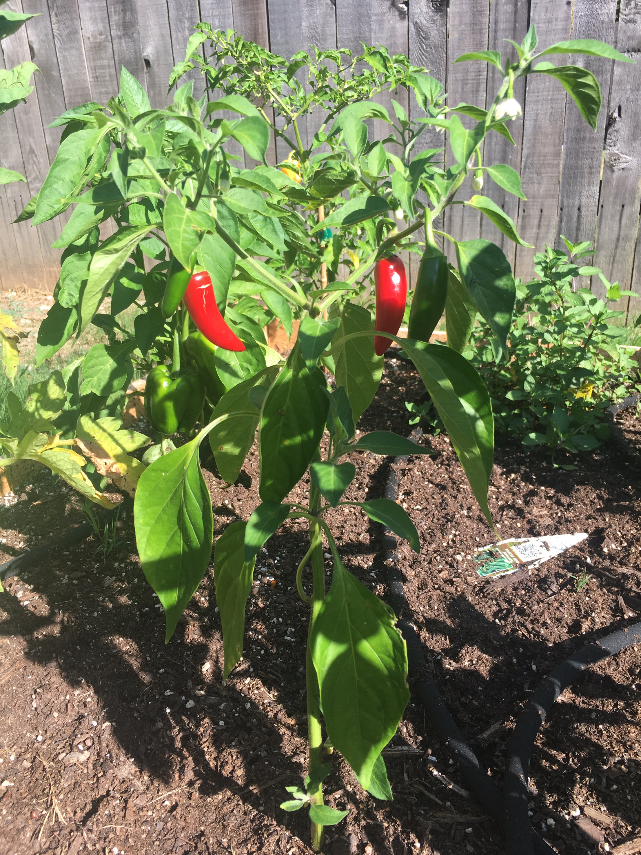 Serrano Peppers