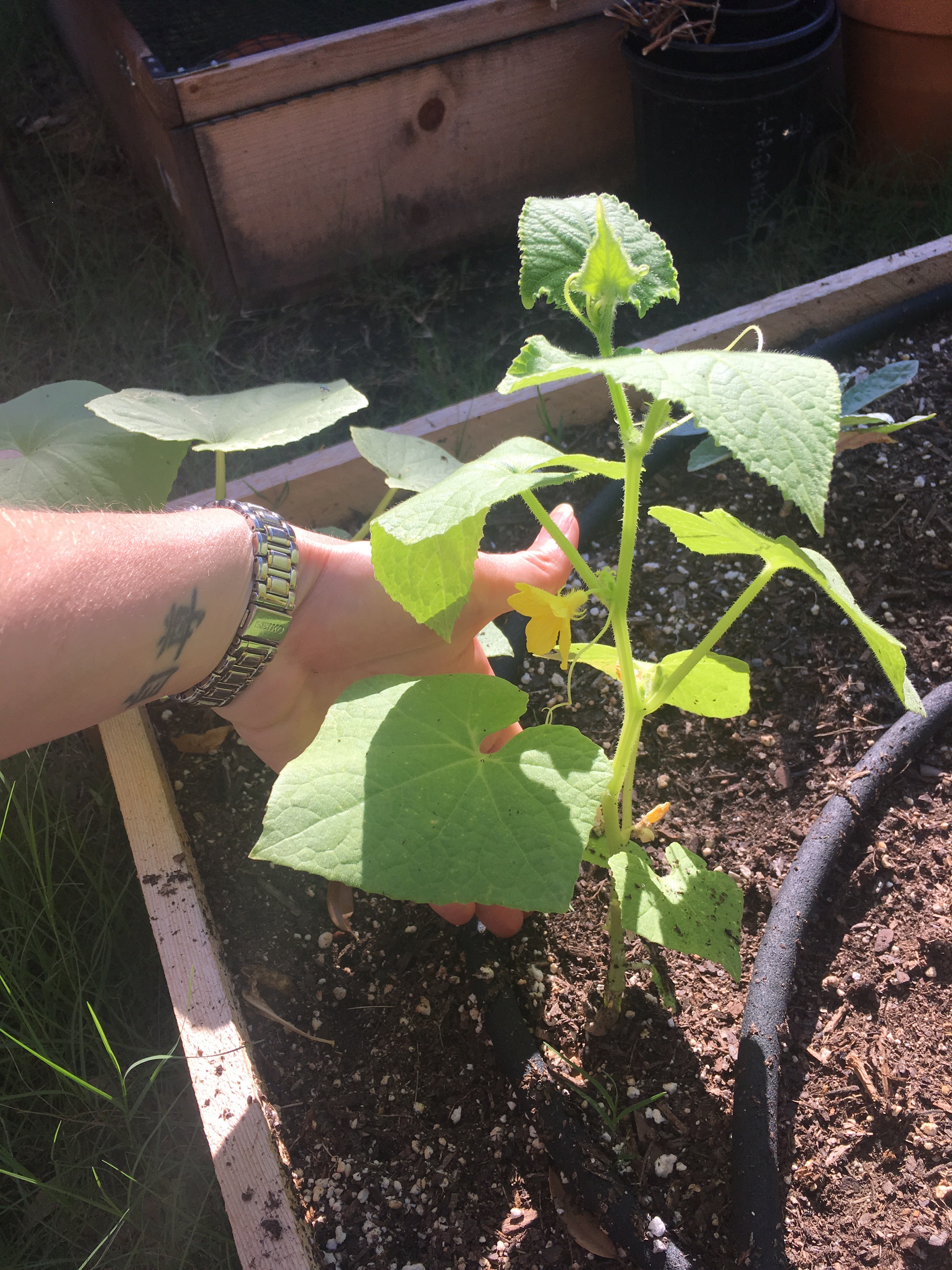 Cucumbers