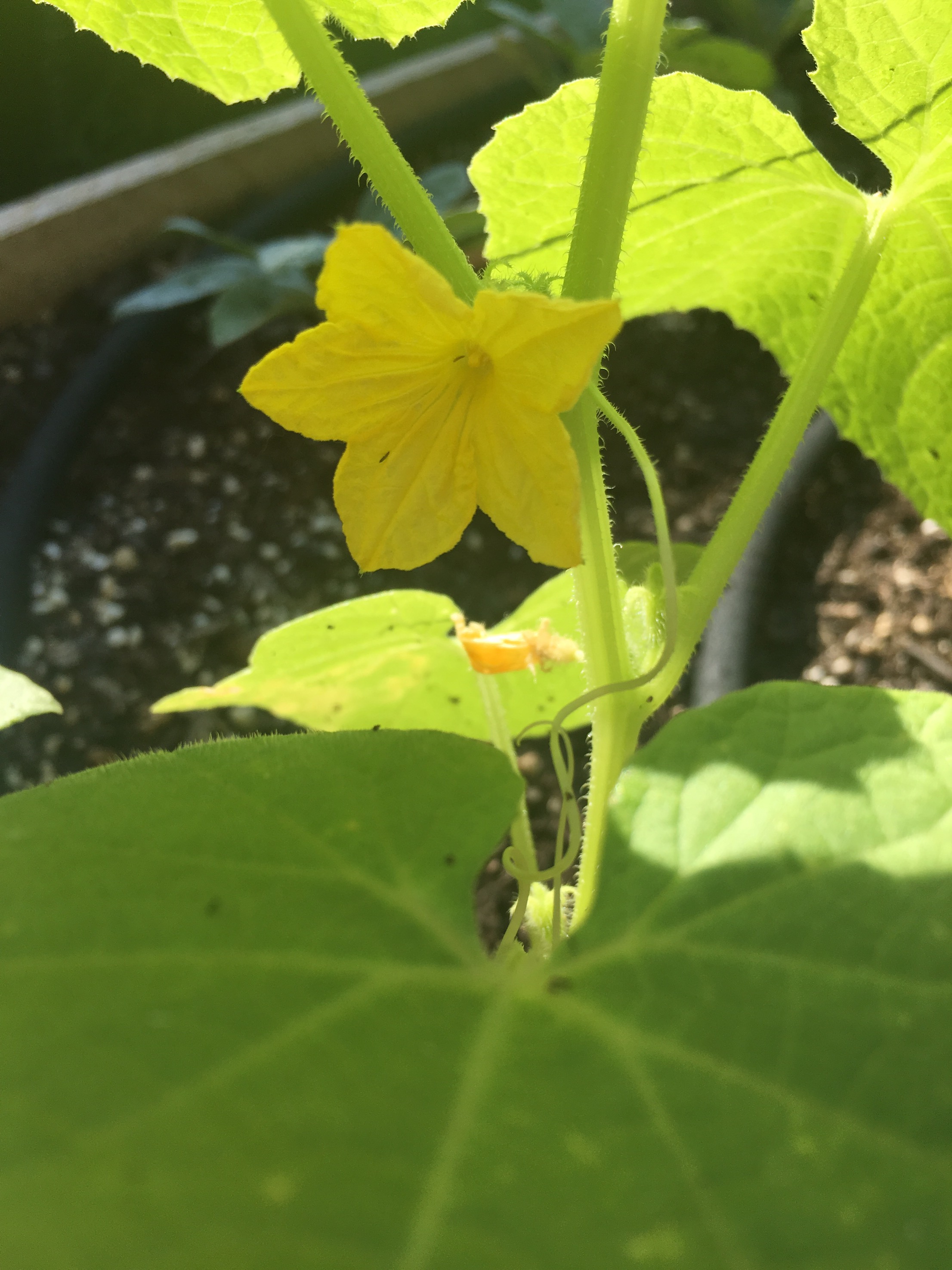 Cucumber Flower