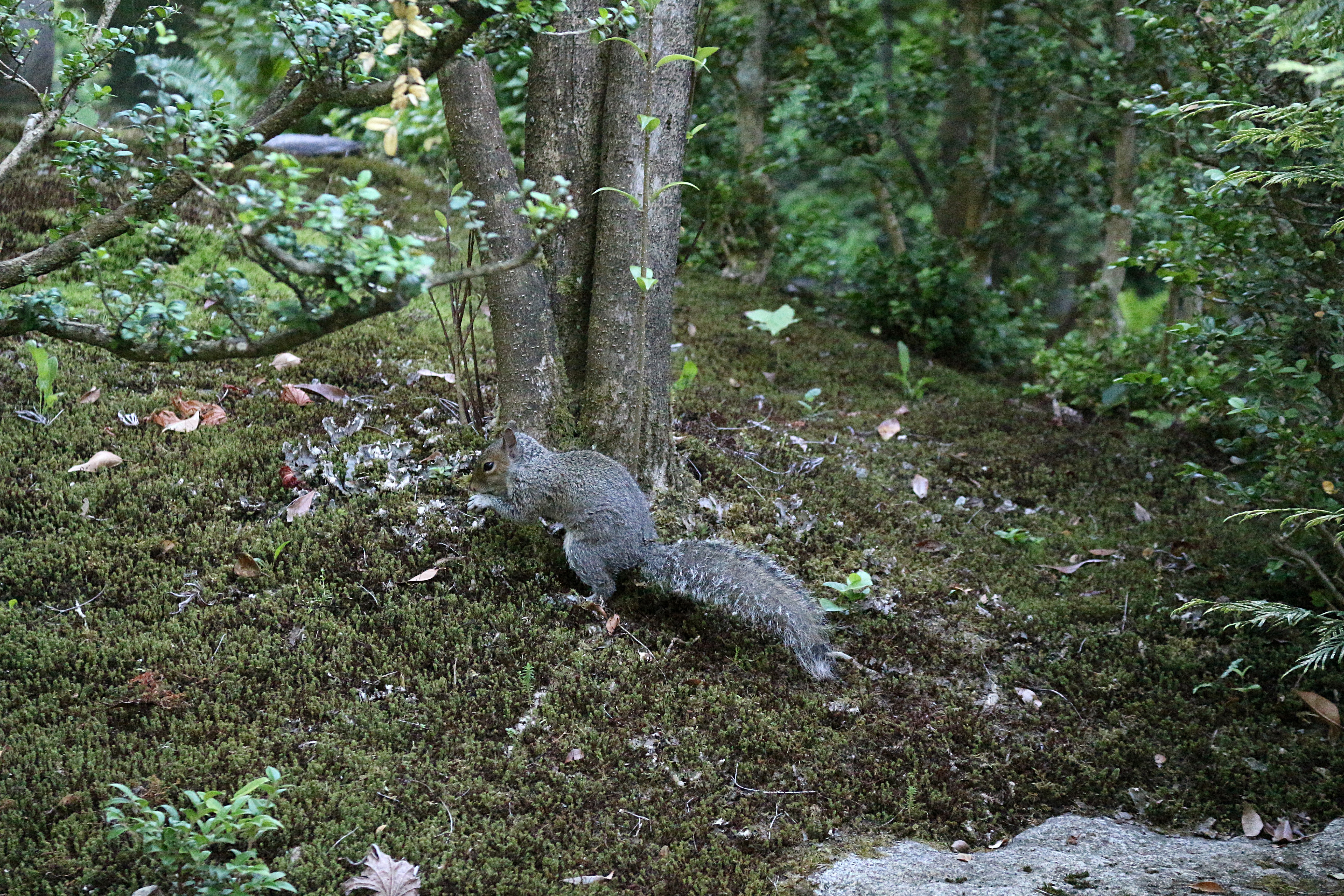 Little Seattle Squirrel